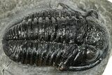 Detailed Gerastos Trilobite Fossil - Morocco #277642-1